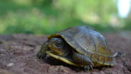 A small olive green turtle extends its head and front legs from its shell.