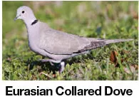 Eurasian Collared Dove ID