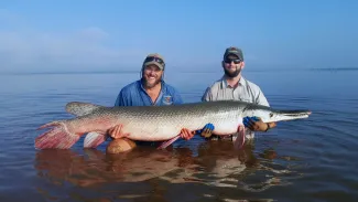 Biologist in water holding alligator gar.