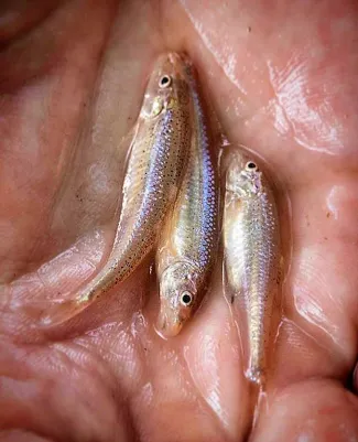 Hand holding three small prairie chub fish.