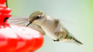 A female ruby-throated hummingbird visits a feeder. Hummingbird feeders are a popular way for Oklahomans to attract these winged jewels to their home. (Ellen & Tony/Flickr)