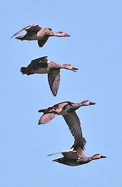 Gadwalls flying in the sky. (GARY ASHLEY/FLICKR(CC BY-NC2.0)