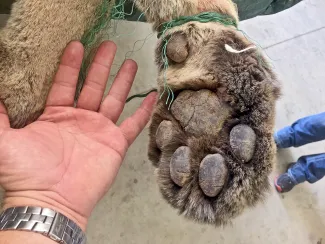 A man's hand next to one of the front paws of a mountain lion killed in the Panhandle demonstrates the large size of the predator.