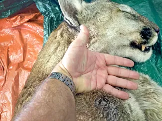 A man's hand next to the head of a mountain lion to demonstrate its large size. 