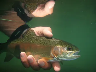 Rainbow trout underwater. RPS 2015 Scott Hood