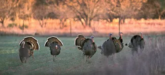 Land management practices that can benefit wild turkeys will be among topics discussed at a free Wild Turkey Field Day on June 15 at Packsaddle Wildlife Management Area. (WILDLIFEDEPARTMENT.COM)