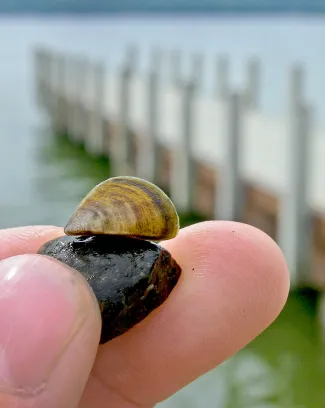 The zebra mussel, an aquatic nuisance species, has been found in Oklahoma City's Lake Hefner. Boaters should take precautions to deter the spread of this harmful and costly invasive species. (U.S. GEOLOGICAL SURVEY)