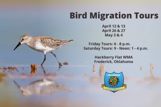 2019 Hackberry Flat bird migration tours flyer
