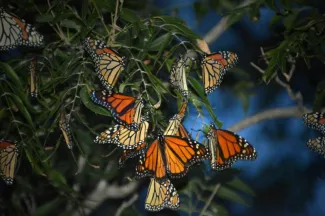 Monarch butterflys on a branch