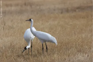 Whooping cranes are spotted in Oklahoma each fall and spring. Help track these endangered birds at wildlifedepartment.com. (D. Severson/USFWS)
