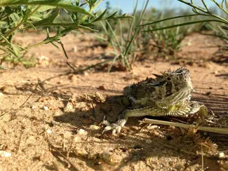 Horned lizard on the ground.