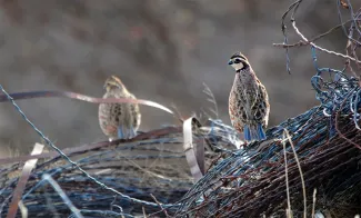 These northern bobwhites paused just long enough for a photo at Packsaddle Wildlife Management Area in December. (Photo by Jacob Reeves, OSU Cooperative Fish and Wildlife Unit.)