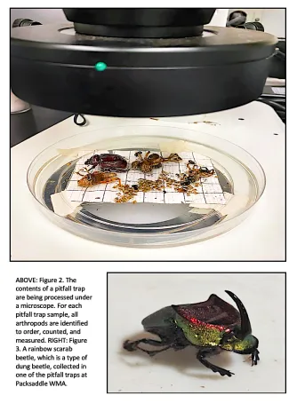 ABOVE: The contents of a pitfall trap are being processed under a microscope. For each pitfall trap sample, all arthropods are identified to order, counted, and measured. RIGHT: A rainbow scarab beetle, which is a type of dung beetle, collected in one of the pitfall traps at Packsaddle WMA. 