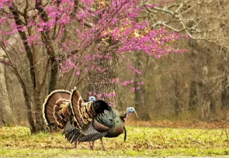 Wild Turkeys