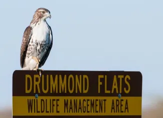 Hawk on Drummond Flats WMA sign.