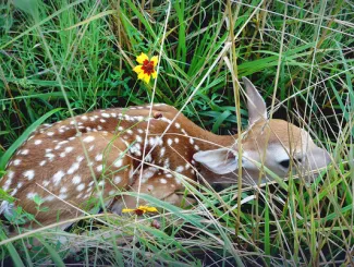 Fawns are periodically left alone, which is normal behavior for the doe. People who come across young wildlife are urged to leave the animals alone. (Matt Johnston/RPS 2016)
