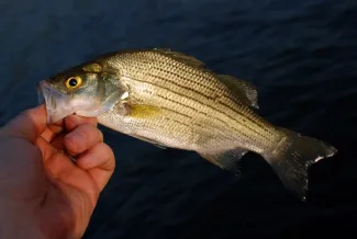 Person holding white bass.