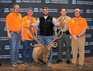 Bowhunter Tyson Hiebert (center) of Seiling holds his Cy Curtis state-record nontypical elk while standing with official scorers, from left, Wildlife Biologist Weston Storer, ODWC Assistant Director Wade Free, Game Warden Spencer Grace, and Big Game Biologist Dallas Barber. (Don P. Brown/ODWC)