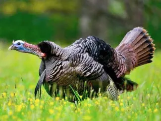 Wild Turkey