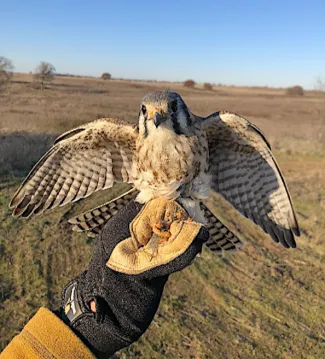 This American kestrel was a surprising catch in a quail trap at Cross Timbers Wildlife Management Area. It was released unharmed. (Oklahoma Cooperative Fish-Wildife Research Unit)