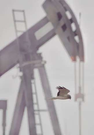 A northern harrier in flight near an oil well site, hunting at Packsaddle Wildlife Management Area. (Photo by Jacob Reeves, OSU Cooperative Fish and Wildlife Research Unit.)