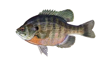 Bluegill Sunfish Sportfish ID