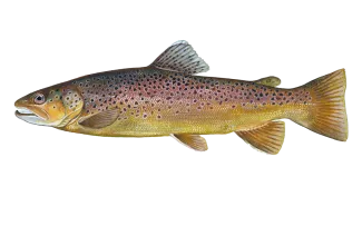 Brown Trout Sportfish ID