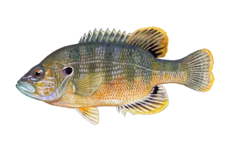 Green Sunfish Sportfish ID