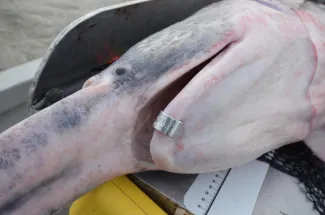 Paddlefish with jaw tag.