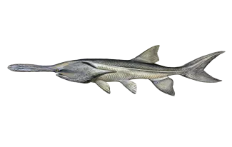 Paddlefish Sportfish ID