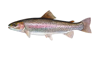 Rainbow Trout Sportfish ID