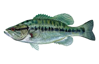Spotted Bass Sportfish ID