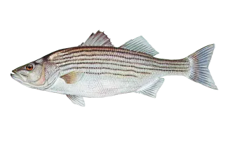 Striped Bass Sportfish ID