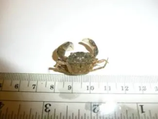 Harris mud crab.