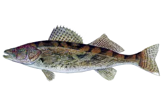 Saugeye Sportfish ID