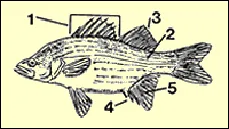 White bass markings.