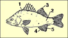White perch markings.