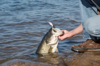 Man pulling large bass out of water.