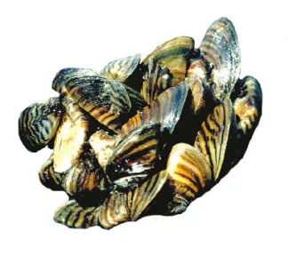 Zebra Mussels ANS