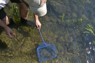 Biologist netting a small crawfish.