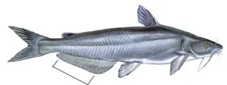 Blue catfish with anal fin mark.