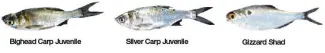 Bighead Carp Juvenile, Silver Carp Juvenile and Gizzard Shad comparison.