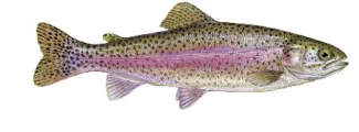 Rainbow trout for regulations.