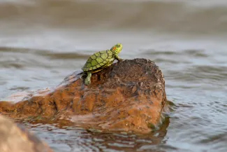 Redear slider on a rock.