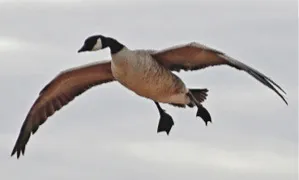 Goose in flight.