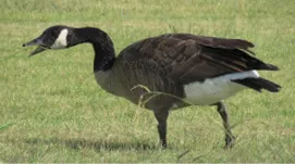 Canada goose in grass.