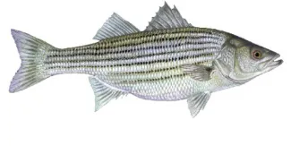 Striped bass for regulations.