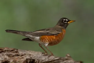 A bird with a black head and back and red breast and flanks stands on a log. 