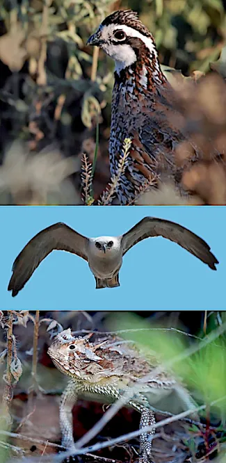 Researchers took photos of, from top, a Northern bobwhite, Mississippi kite, and a Texas horned lizard during field work at Packsaddle Wildlife Management Area in June.