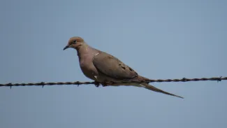 Dove on a wire, photo by Jeff Tibbits